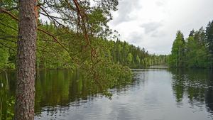 Arja Alho bor vid en vacker sjö. Vattnet är odrickbart, men efter en paus på några år så är det igen tryggt att simma i den. En vacker insjövy.