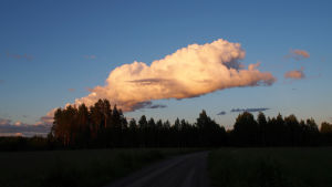 Pilvipantteri hyppää metsän yli.