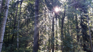 Naturskydd ska genomföras med eftertanke, säger Raseborg. Naturen bra för hälsan.