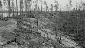 Äyräpään maastoa elokuussa 1941