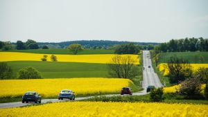 Tie läpi rypsipeltojen Ruotsissa.