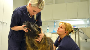 Veterinär Eva Sarkiala undersöker leonbergerhunden Jalmari medan sköterskan Iida Häkkinen assisterar. Veterinär Eva Sarkiala undersöker leonbergerhunden Jalmari medan sköterskan Iida Häkkinen assisterar.