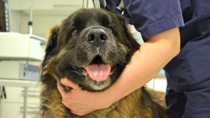 Veterinärens uppgift är att tänka även ur hundens synvinkel. Leonbergerhunden Jalmari.