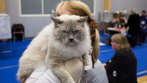 Det är människan som bestämt att katten mår bättre inomhus. Raskatt på kattutställning