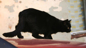 Musta kissa hiipii