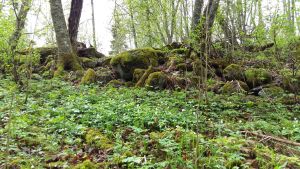 Yle Strömsö-geocachen är gömd på vitsippsbacken. Vitsippsbacke i en skogsglänta med mossbelupna stenar i bakgrunden.