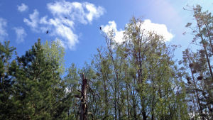 Förr var skarvar en vanlig syn på Byön i Hangö. Nu har de flesta flyttat på sig. Skarvar, närbild. byön