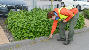 Arbetsledare Jenny Wallén vid Esbo stads parkavdelning visar på maskrosor som slokat efter att de besprutats med ett glyfosatpreparat. Staden har använt glyfosat runt planteringarna vid den finska grundskolan Saunalahden koulus parkeringsplats. Parkeringen vid Saunalahden koulu i Esbo, arbetsledare Jenny Wallén visar var staden sprutat glyfosat