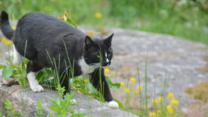 Katter behöver också aktiveras. Det är inte många kattägare medvetna om. Katt i Villa Lilius trädgård i Hangö.