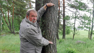Urpo Koponen näyttää minkä levyinen panta riittää estämään minkkien ja näätien munien syöntiretket panta puun ympärille