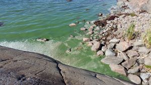 Blågröna alger blir vanligare då överskottsenergin i havet inte bryts ner. Blågröna alger i Houtskär.