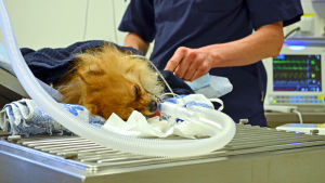 En liten hund ligger nedsövd inför tandröntgen.