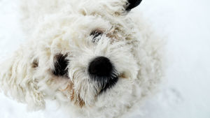 Toppes mamma var en bichon frisé. Tiken fanns ändå inte i lägenheten då Paul med familj hämtade hem Toppe. Bichon frisé-hund i snön.