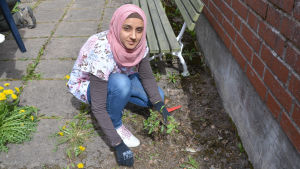 Hiba Kadhim är läkare, men hon vet också mycket om trädgårdsarbete. Att hjälpa de äldre i Ebbo gör henne glad. Hiba Kadhim drar upp ogräs.