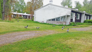 Kanadagäss framför ett av de gamla radhus där brigadpersonalen bodde tidigare. Fåglar på Mjölö