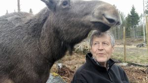 Mervi är en älg som accepterar mig som kompis, säger Markku Harju. Mervi är en älg som accepterar mig som kompis, säger Markku Harju.