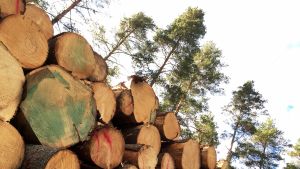 Kompenserande inkomst finns i skogen. En granstockshög med tallar mot klar himmel i bakgrunden.