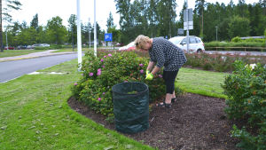 Mia Tallsten-Lind klipper rosen Président de Sèze. Kvinna böjer sig vid rosenbuske