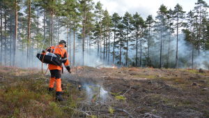 På 1960-talet brändes årligen cirka 35 000 hektar. Nuförtiden utförs hyggesbränning på cirka 1000 hektar. Man tänder på skogsrester i ett avverkat område.