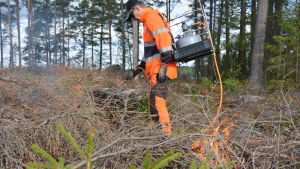 Yle Åboland var med när skogsarbetare Jukka Hapulahti från UPM tände på. Man tänder på skogsområde.