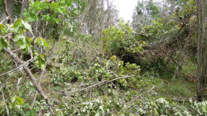 Caruna kapade grenar av ekarna som finns på naturskyddsområdet på Älgsjölandet i Ingå skärgård. Kapade ekgrenar på Älgsjölandet i Ingå skärgård.