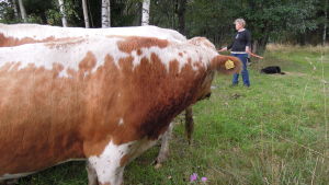 Det är dags att ge sig av till Snappertuna. Ülle Nurmi samlar ihop tjurarna. Tjurar som betar på Älgsjölandet i Ingå skärgård.