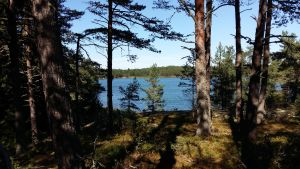 Fästingen trivs bra i skärgården. Vy mellan träden ut mot havet. I bakgrunden Houtskärs fastland.