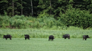 Över 3 000 vildsvin springer omkring i de finska skogarna, vilket är dubbelt mer än år 2016. Fem vildsvin på en åker.