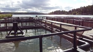 Arkivbild. Fiskodlingskassar vid Livias Fiskeri- och miljöinstitutet i Pargas.