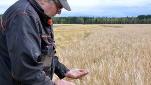 Torolf Bonäs kontrollerar att kornet är moget