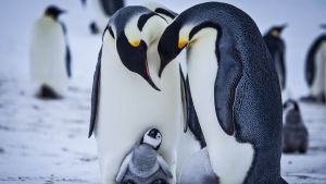 Keisaripingviinien poikaset varttuvat talvella maailman kylmimmässä ympäristössä.