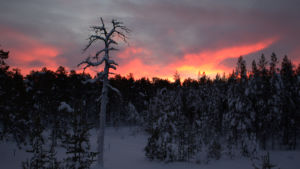 Året 536 tros ha fött myten om fimbulvintern. lumisia mäntyjä ja kelo kaamosajan taivasta vasten