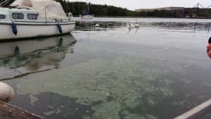 Mycket görs för att rädda Skärgårdshavet. De blågröna algerna är ett symptom på att havet lider av övergödning och mår dåligt. Algblomning vid en brygga, med båtar och bojar i bakgrudnen.