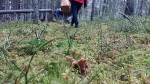 En trattkantarell lyser i mossan, medan en svampplockare går förbi i bakgrunden.