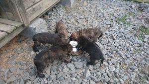 Viisi koiranpentua ruokakupin äärellä