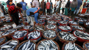 La Niña fenomenet hade positiva effekter bland annat i Indonesien där fiskefångsterna ökade till följd av La Niña La Niña fenomenet hade positiva effekter bland annat i Indonesien där fiskefångsterna ökade till följd av La Niña