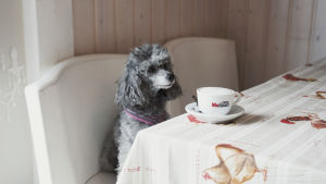 Harmaa, kiharaturkkinen koira istuu kahvilapöydässä edessään suuri kahvikuppi.