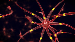 Datorerna kan redan i dag göra egna kopplingar. Sådana datorprogram kallas för neurala nätverk. De utvecklades med nervsystemet som förebild, därav namnet (neuron är detsamma som nervcell). Neuroner i hjärnan.