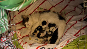 Kattungarna kanske inte ger nya vänner i Sibbo, men att ha hund eller barn kan ge en kontakter säger Charlotte Cederbom. bild på katter