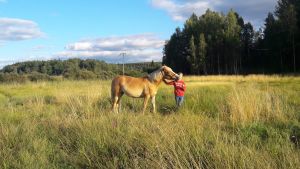 Ainon Aaria med sin lilla ägare Aino Nordström (Annas brorsons dotter) finnhäst med flicka på betet