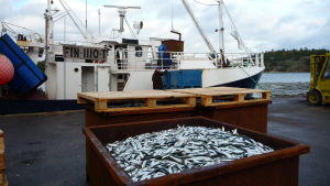 Färsk strömming på bryggan i Käldinge Fett läcker ut när man pumpar över fisk från trålbåtarna.
