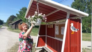 Cynthia Brunow. Cynthia Brunow vattnar blommor vid Mossalas nymålade busskur i rött, med en mås målad på sidan.
