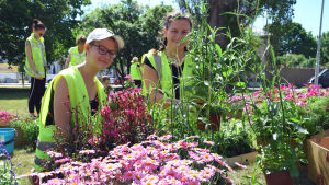 Jonna Skarpman och Sofia Holm sommarjobbar på parksektionen i Hangö. De flesta parkarbetarna jobbar som bäst med att plantera blommor i parkerna. En bild på två tjejer som sommarjobbar med att sköta om parker. Här sitter de på gräset i reflexvästar och planterar sommarblommor. Framför dem finns massor av rosa sommarblommor.