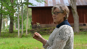 Trädgårdsmästaren Mona Bäckman med en liten jättebalsamin i handen. Mona med liten jättebalsamin i handen.
