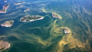 Stora algflottor nära Nötö i Åbo skärgård helgen 19-20 juli, 2018. Flottor av Blågröna alger i Östersjön, juli 2018.