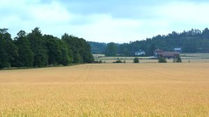 Trots några moln på himlen lyser regnet med sin frånvaro. Veteåker en halvmulen sommardag. I bakgrunden träd och några hus.