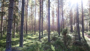 Förhandlingarna borde redan ha varit klara före valet, men nu strävar man efter att förhandlingarna mellan medlemsländerna och och parlamentet blir klara i höst. En tallskog.