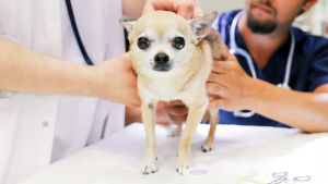 Chihuahua seisoo tutkimuspöydällä tutkittavana