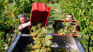 Vinproducenterna vill ofta ge en bild av att vinet har framställts på samma sätt i generationer och fått smak av platsen där vindruvorna odlats - men det är vanligt att vinet piffas upp med olika tillsatsämnen för att passa den nordiska marknaden. Två män på en vinodling häller vindruvor från mindre lådor i större kärl.