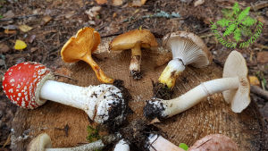 Erilaisia sieniä kannolla